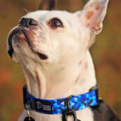 blue-dog-collar-modern-pattern-colorful-fittings