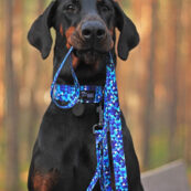 blue dog collar leash trendy pattern