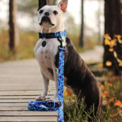 blue-dog-leash-adjustable-modern-fashionable