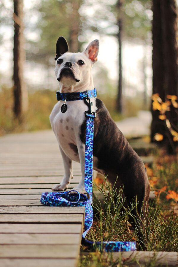 niebieska smycz psa regulowana nowoczesna modna