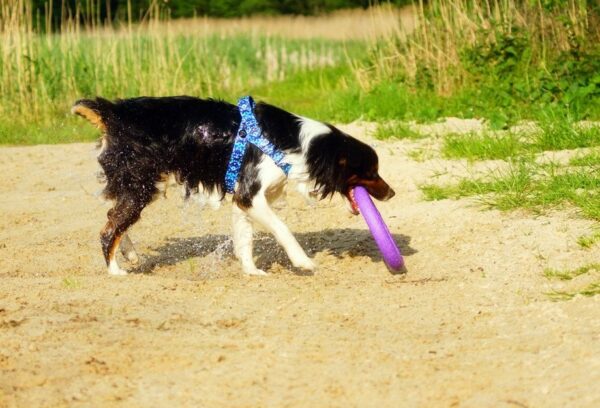 Szelki jak Julius dla psa