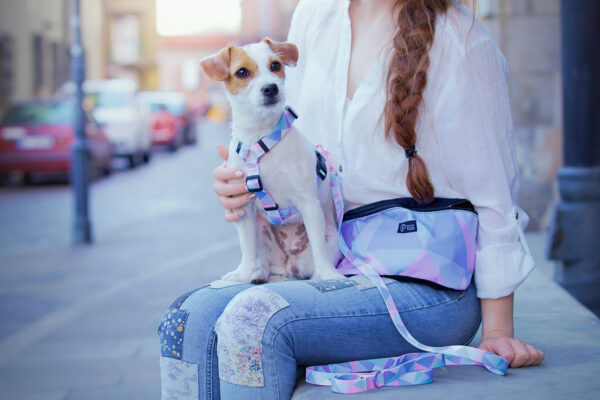 modne pastelowe szeleczki szczeniak mały pies jack russell
