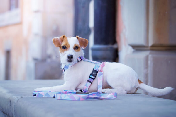 modne szelki pastelowe dla małego psa