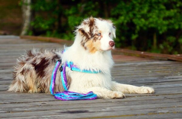 Szelki norweskie fioletowe kolorowe z nadrukiem