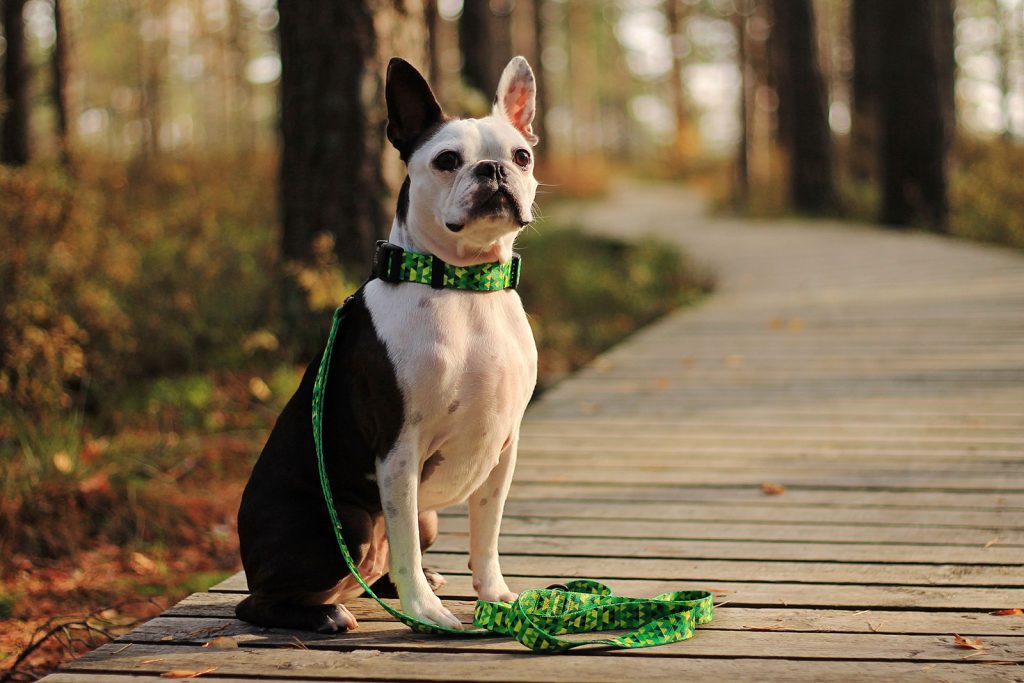 zielona obroża smycz dla psa handmade pracownia warsaw dog