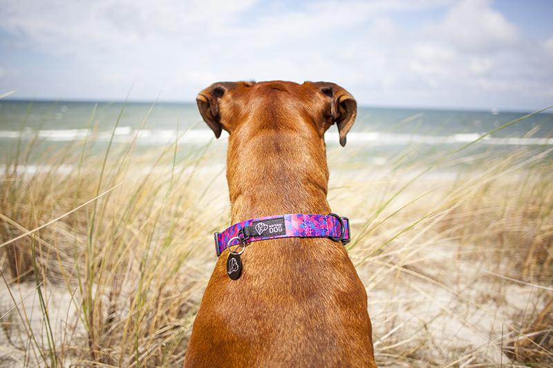 pies wpatrujący się w morze w obroży warsaw dog