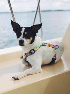 Guard harness | Tropical