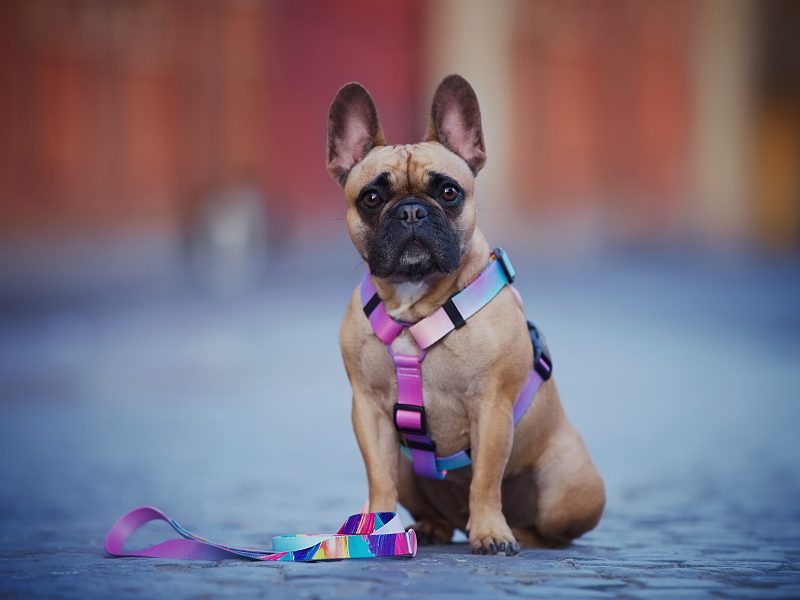 Szelki guard dla buldoga francuskiego | różne wzory - WARSAW DOG