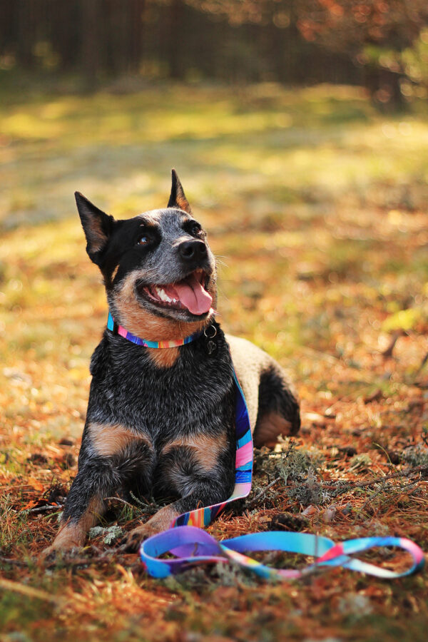 psia obroża smycz kolorowa modna-taśmowa-z-nadrukiem stylowa shake warsaw dog