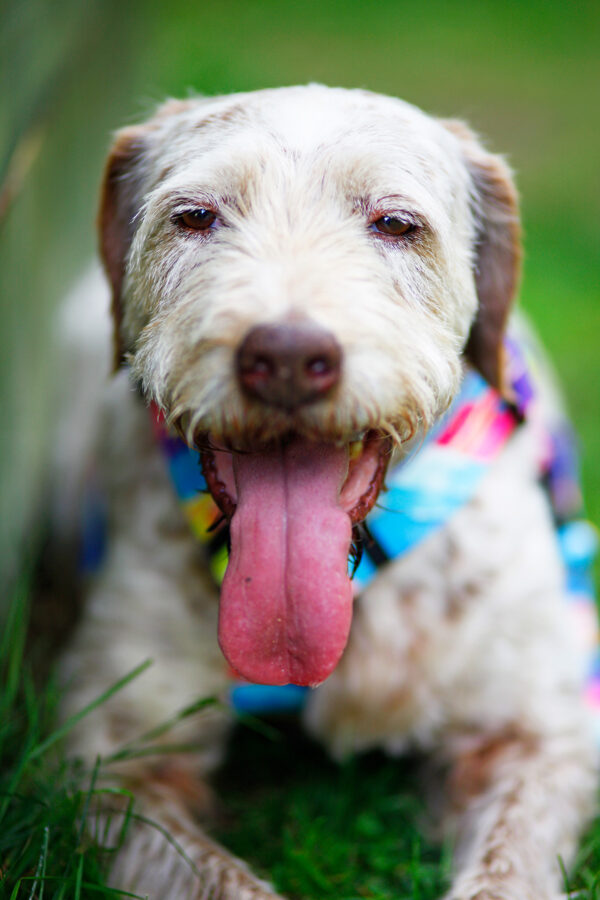 Szelki na psie o wadze 30 kg