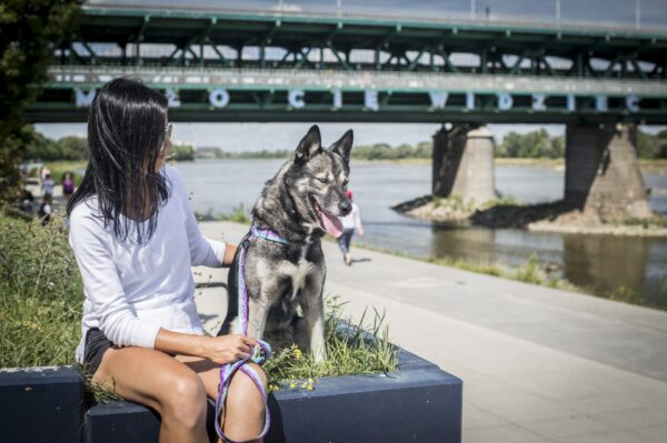 Pies w Warszawie na tle mostu z neonem Miło Cię Widzieć, ubrany w zestaw Aqua Violet
