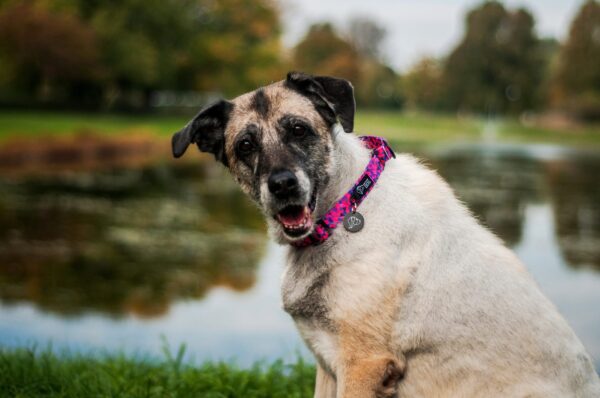 Shine in Purple - spacer w parku