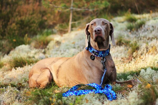 Shine in Blue - weimar w lesie