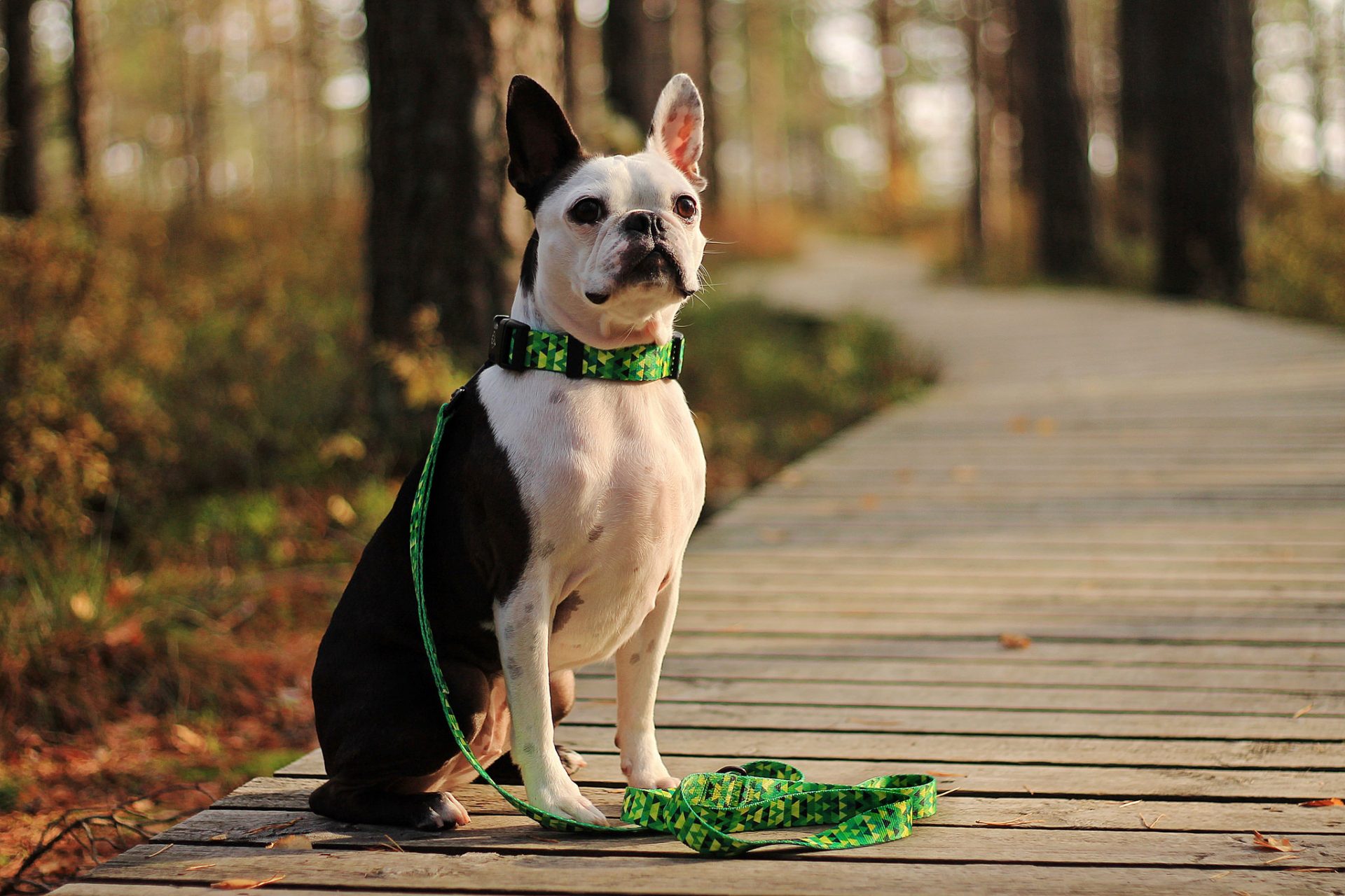 smycz obroża shine in lime zielony zestaw spacerowy buldog francuski Warsaw Dog