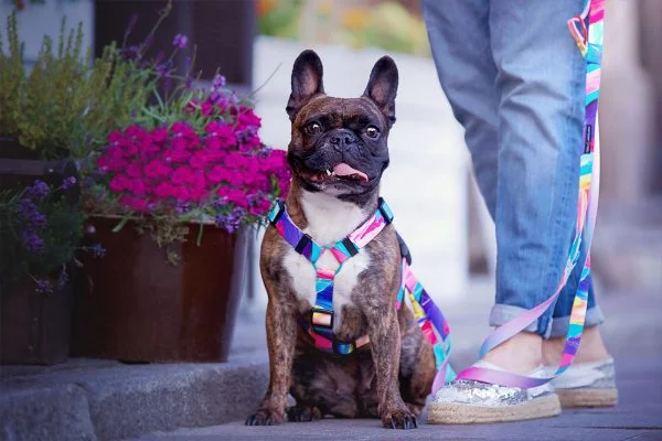 French bulldog deals accessories for humans