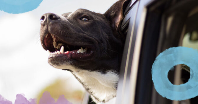 Jak bezpiecznie przewozić psa samochodem? Jakie akcesoria wybrać?