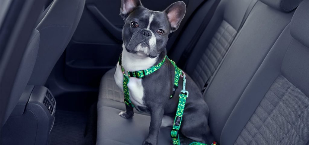 szelki i pas do samochodu dla psa w kolorze zielonym na buldogu francuskim