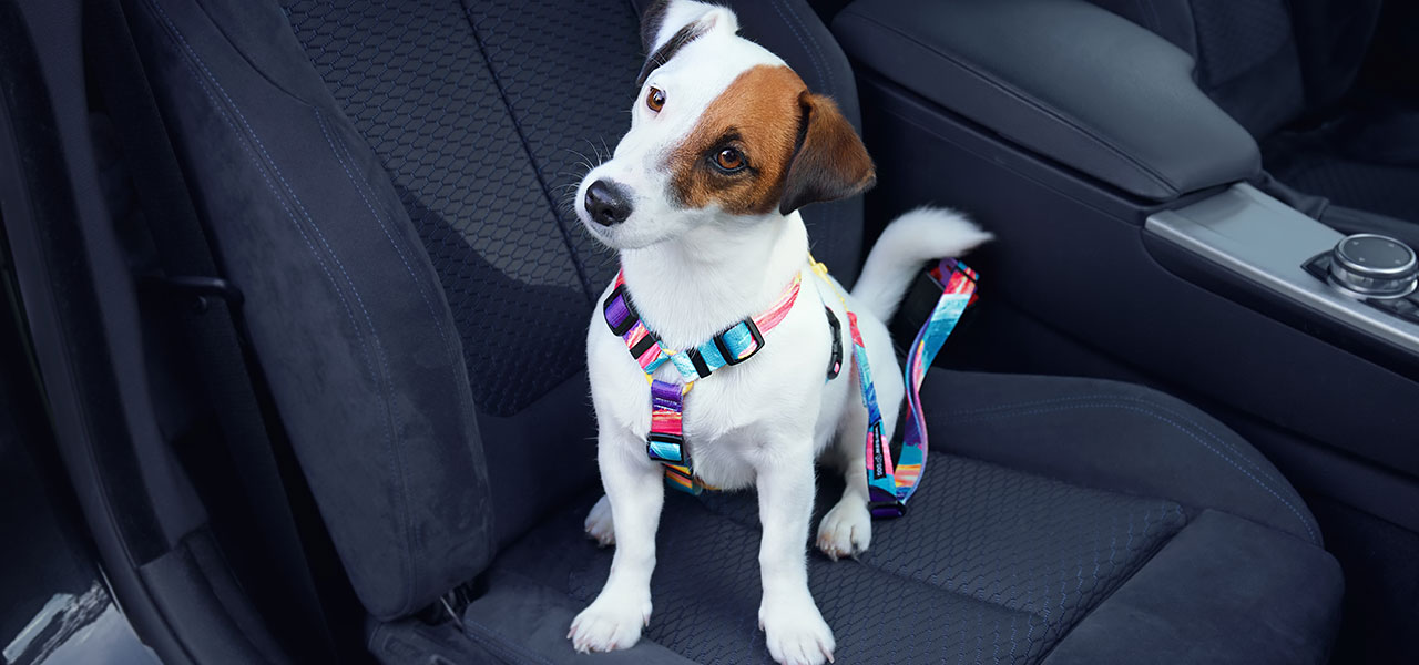 pasy samochodowe do psa do auta - kolorowe z certyfikatem