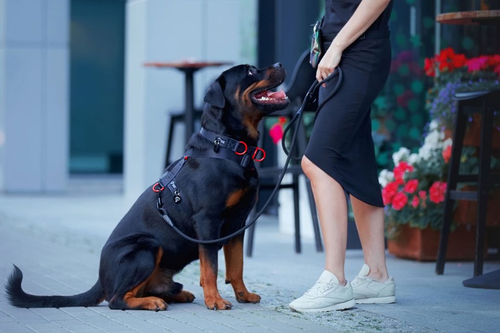 dizajnerskie szelki modowe dla psa w kolorze czarnym