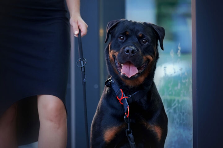 półzaciskowa obroża modowa modna obroża dla psa z czerwonymi okuciami Rottweiler