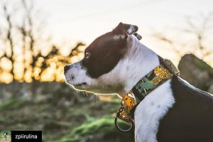 wild cats martingale collar warsaw dog design