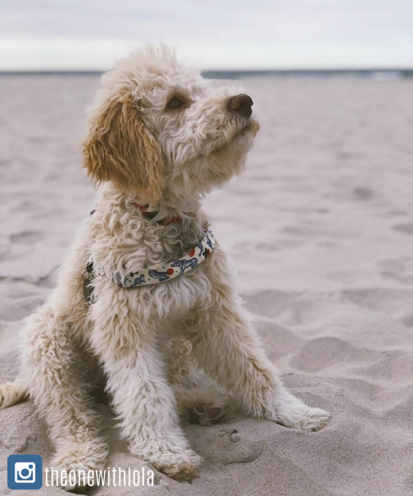 szelki norweskie dizajn dla psów magic forest warsaw dog