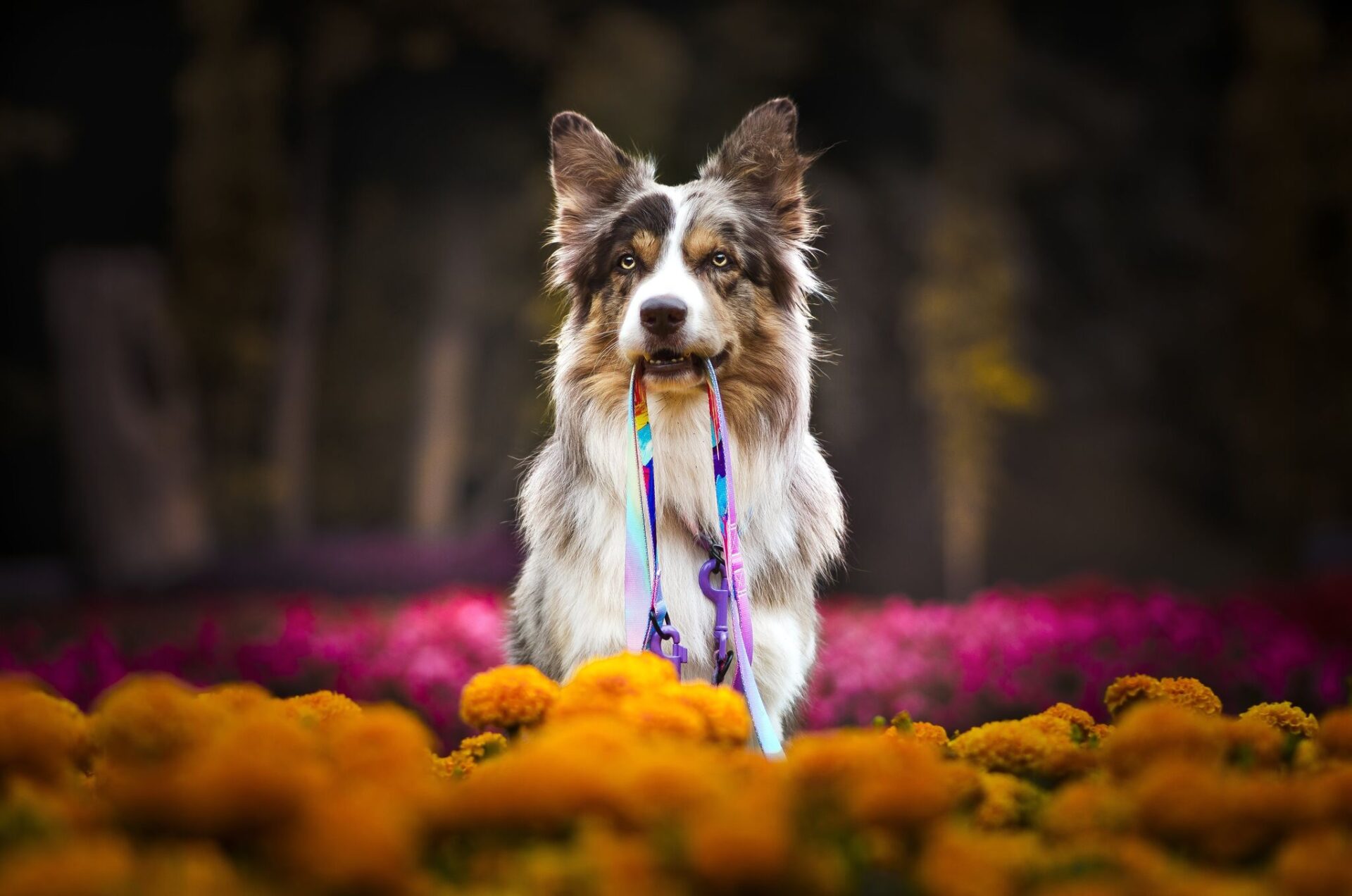 Border Collie - the perfect companion for active people - WARSAW DOG