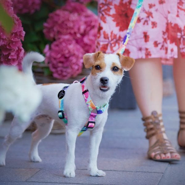 Guard harness for jack russell terrier different patterns WARSAW DOG