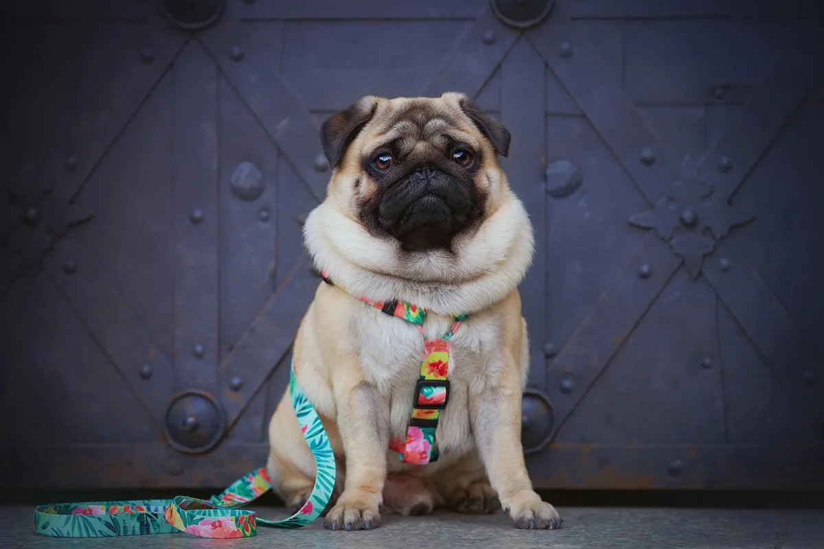 Pug leash outlet