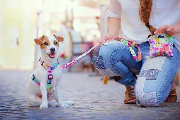 Harness for jack on sale russell