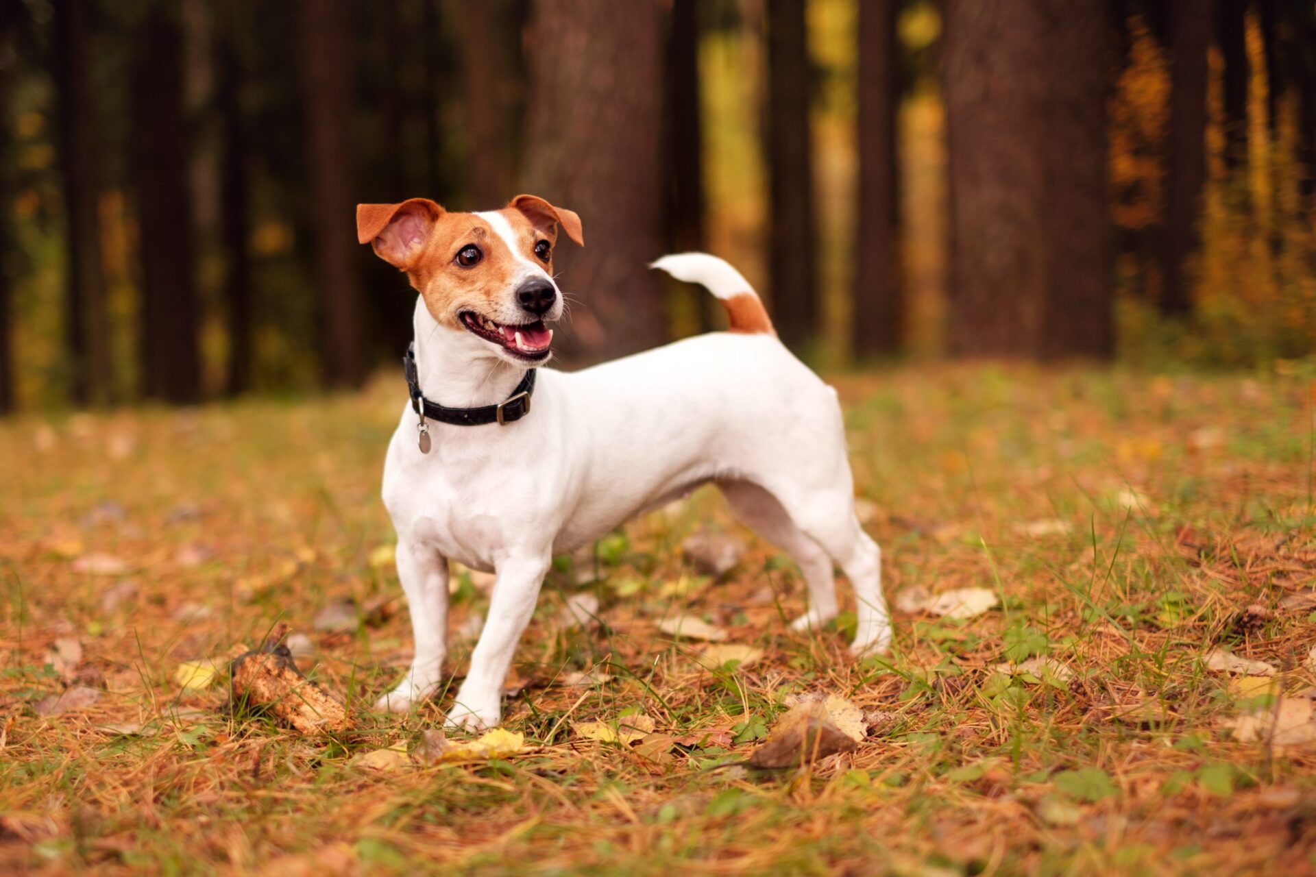 Jack Russell Terrier Maly Wojownik Rasy Psow Warsaw Dog