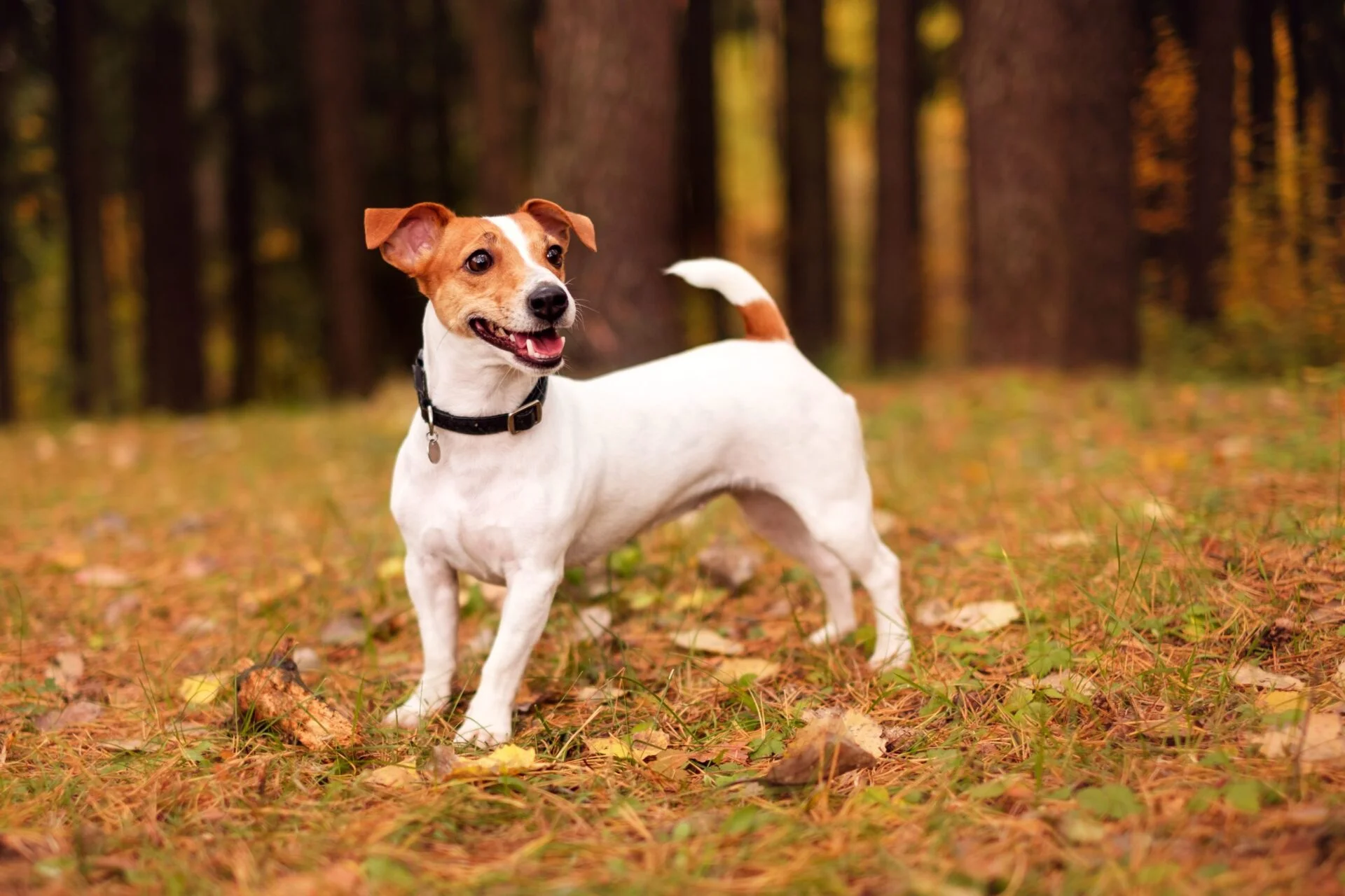 Jack Russell Terrier - little warrior - WARSAW DOG