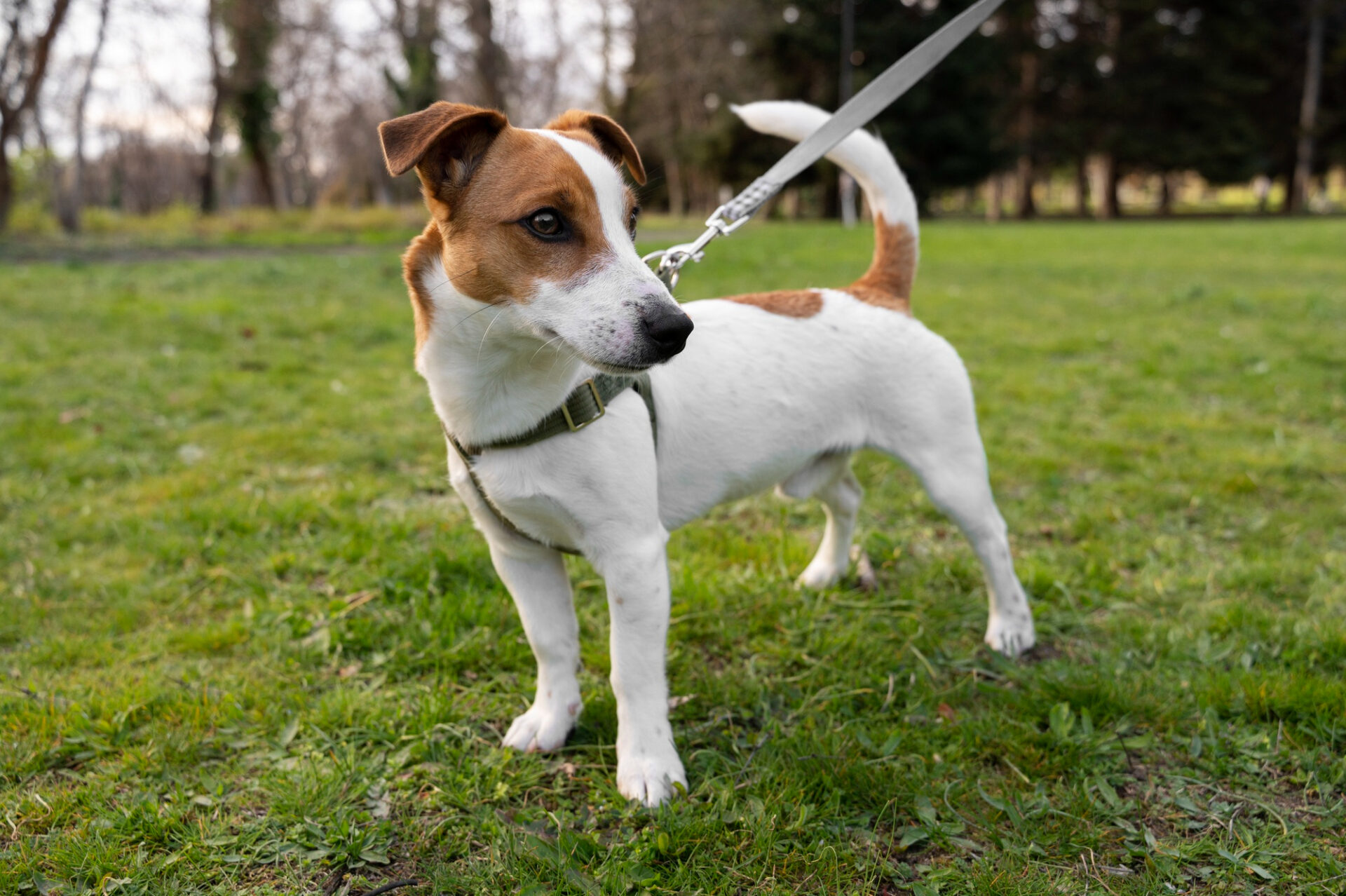 Jack Russell Terrier little warrior WARSAW DOG