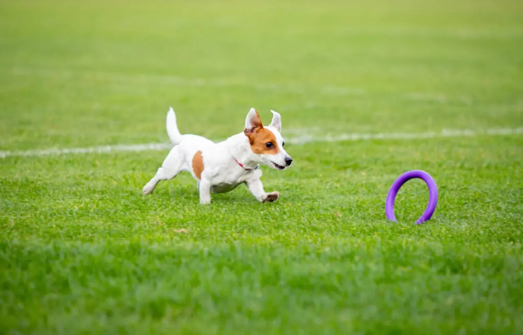 Jack Russell Terrier - little warrior - WARSAW DOG