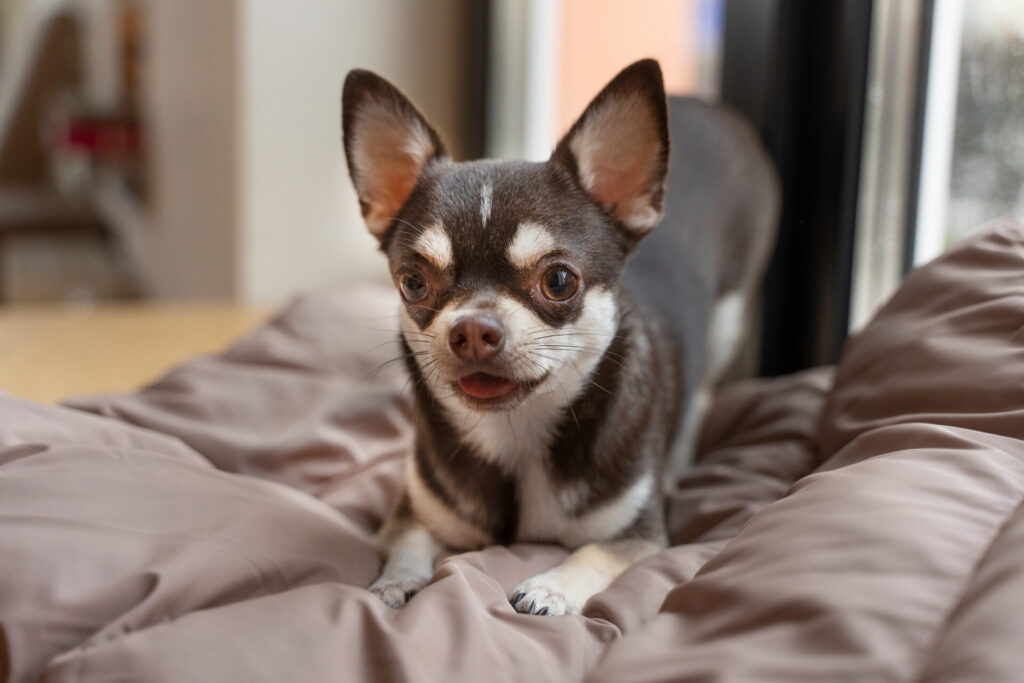 Chihuahua