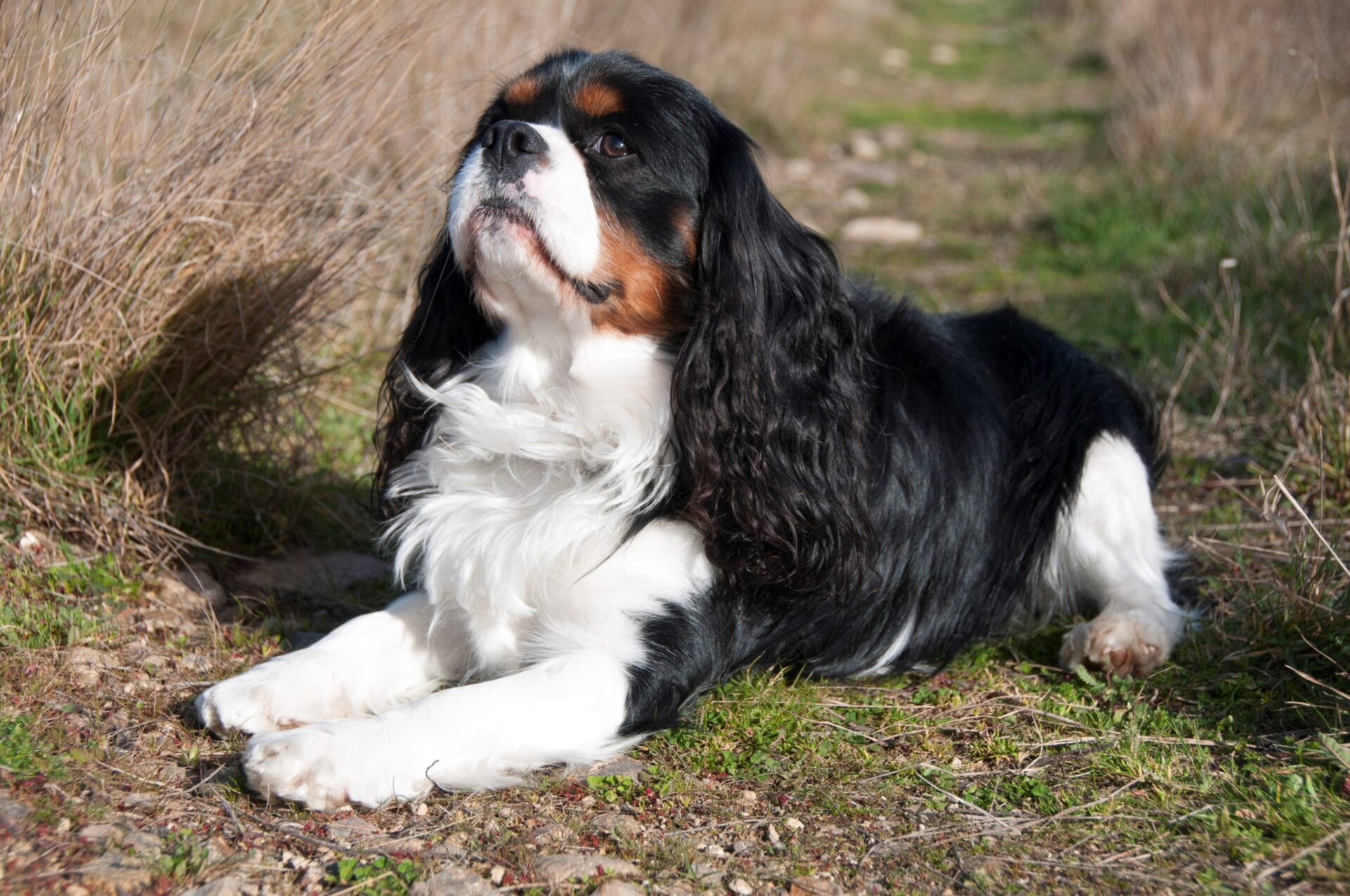 king charles spaniel tricolor