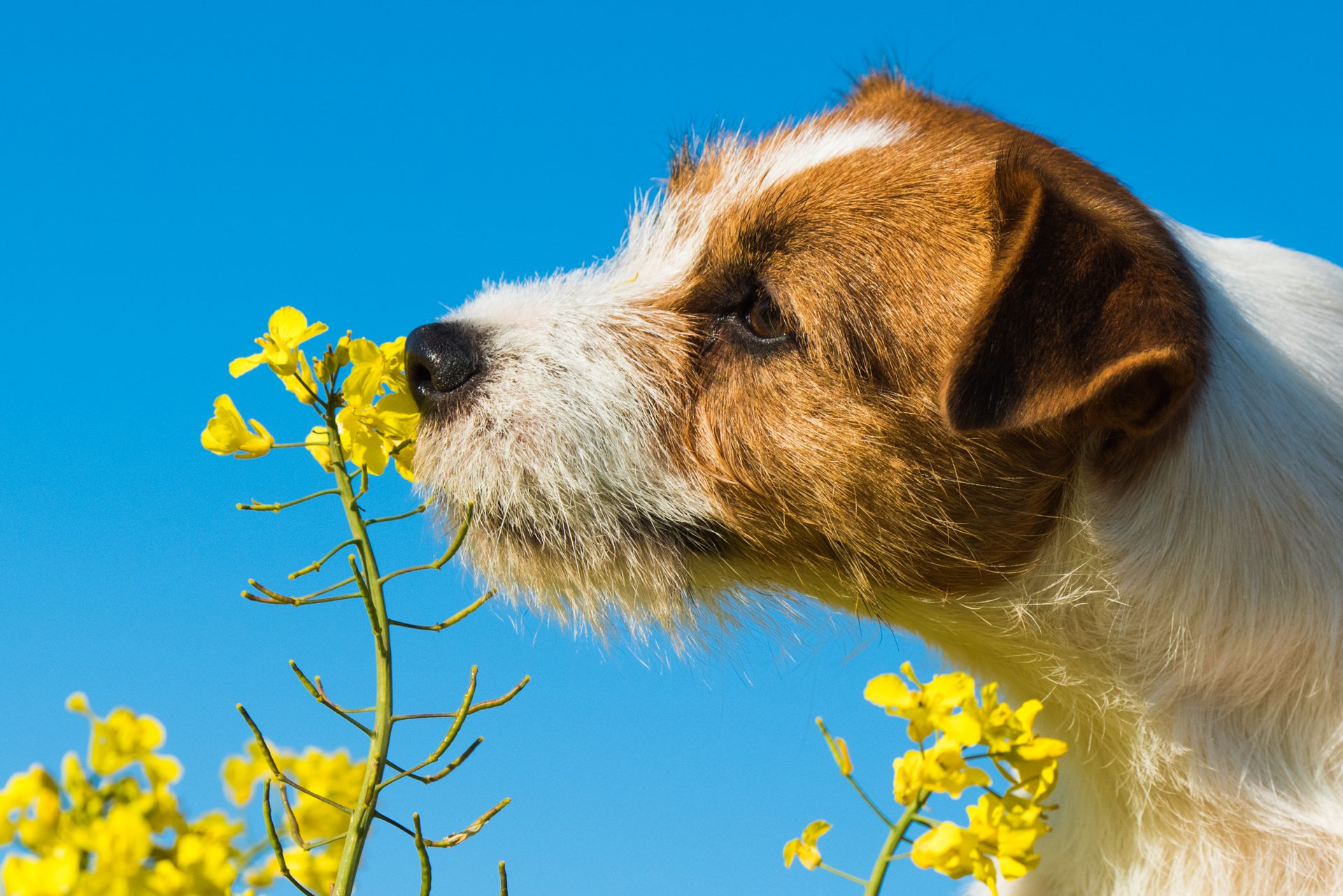 What smell do dogs dislike? 9 fragrances that you must avoid! 