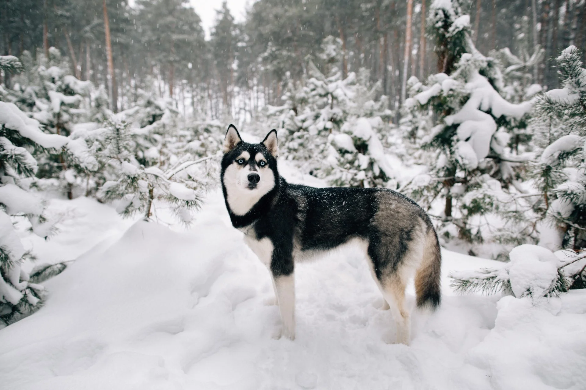 Playing dogs on snow. Husky dogs jump, bite, fight. Friendly two siberian  husky dogs. Stock Photo