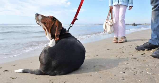 Pchły u psa. Drapiący się pies na plaży.