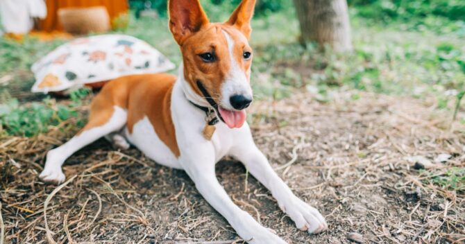 Basenji Dog Apartment | atelier-yuwa.ciao.jp