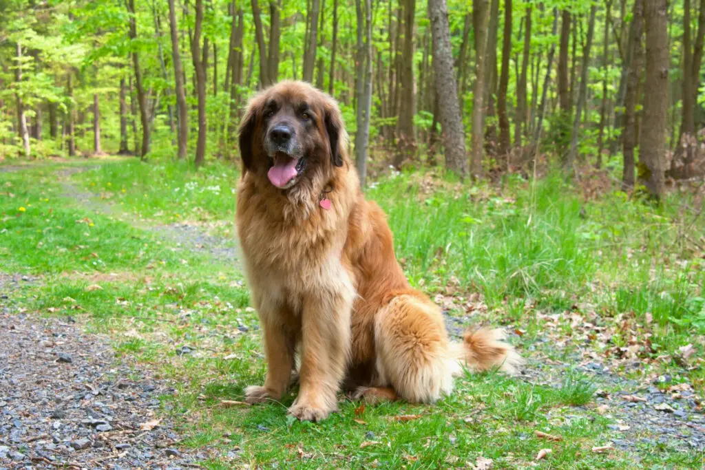 Leonberger l store