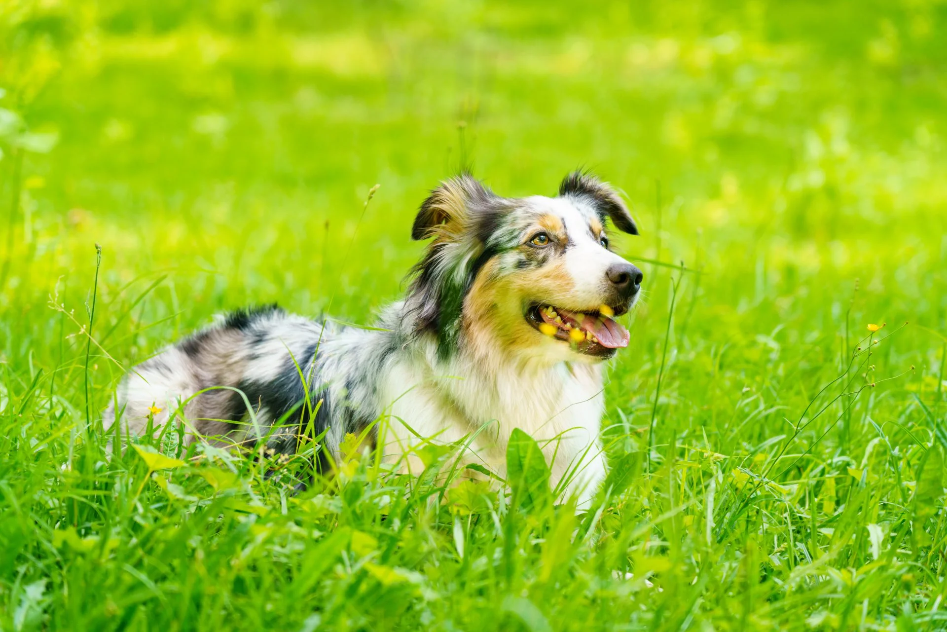 The 10 Different Colors of Australian Shepherds