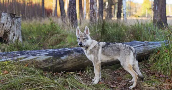 are czechoslovakian wolfdogs intelligent dogs