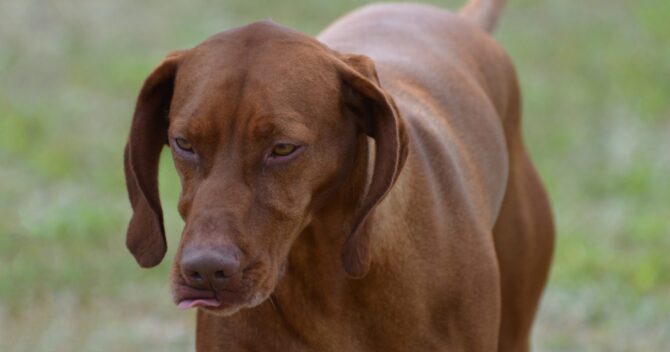 do vizslas have webbed feet