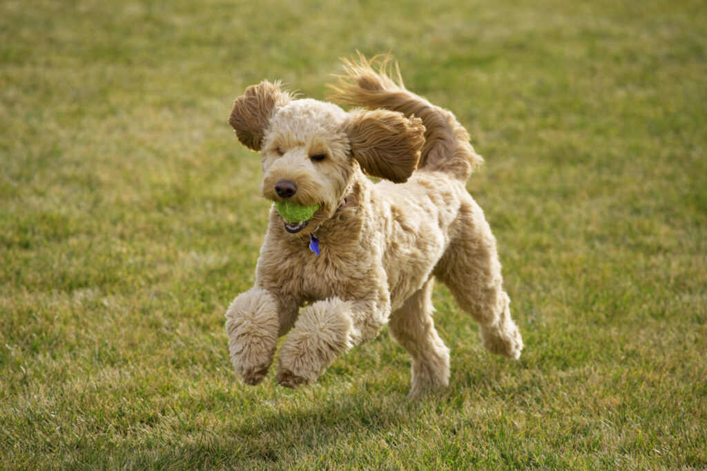 Goldendoodle The Perfect Companion For Active People Warsaw Dog