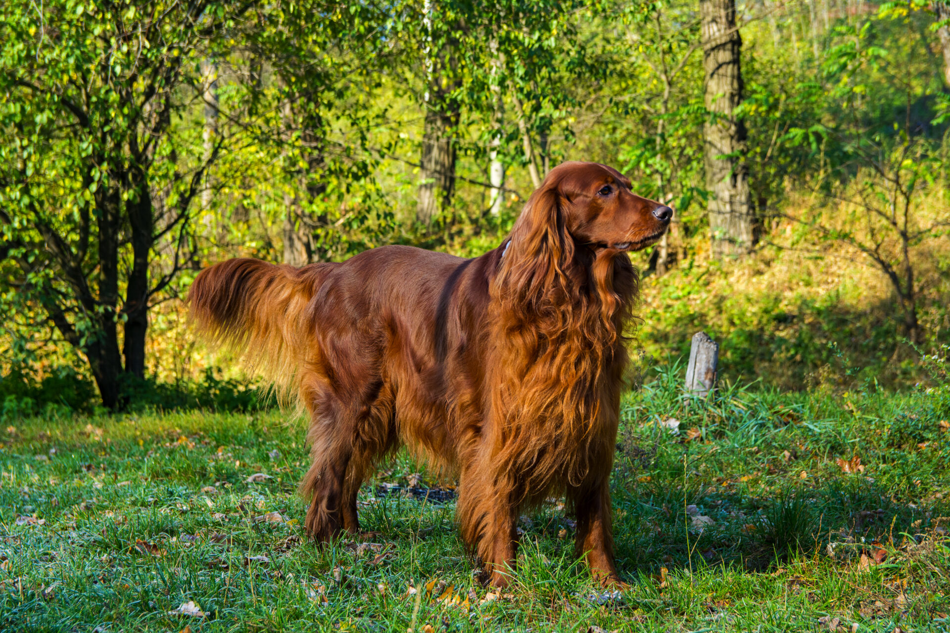 Irish Setter - born athlete and hunter - WARSAW DOG