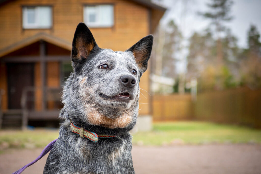 Senior Australian Cattle Dog