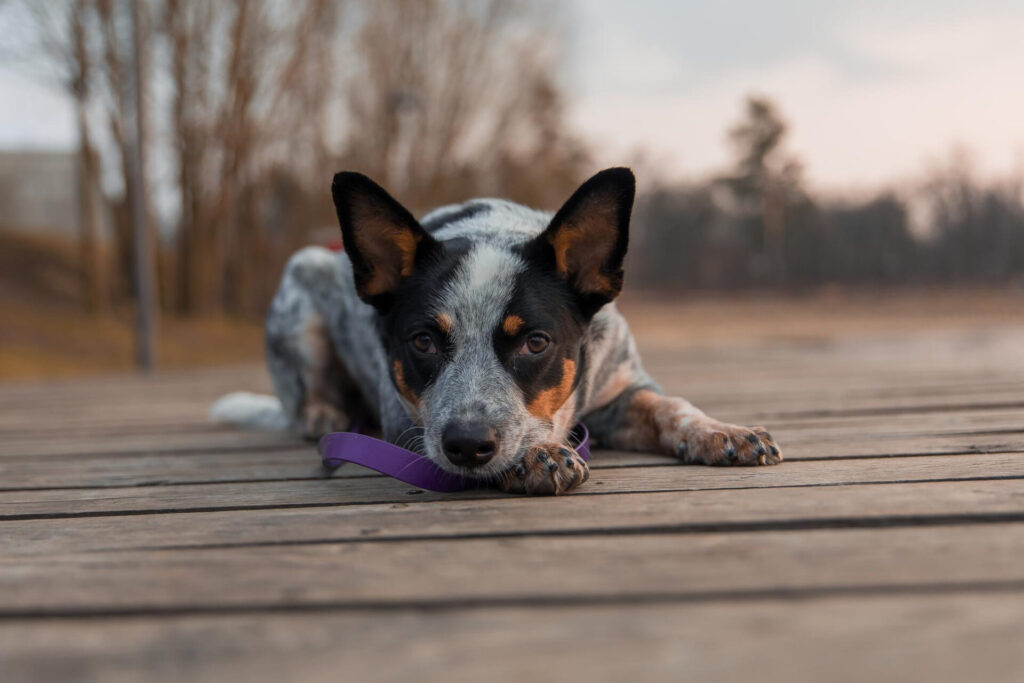 Australian Cattle Dog
