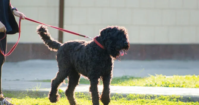 Russian best sale water dog