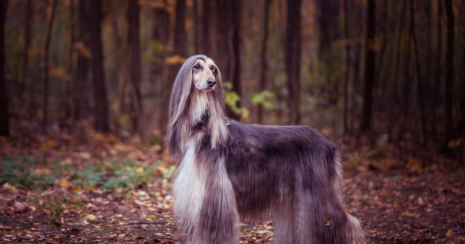 Afghan Hound - elegant with long hair - WARSAW DOG
